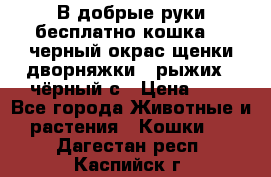 В добрые руки бесплатно,кошка,2.5черный окрас,щенки дворняжки,3 рыжих 1 чёрный,с › Цена ­ - - Все города Животные и растения » Кошки   . Дагестан респ.,Каспийск г.